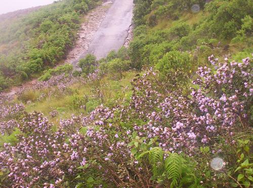 Nilakkurinji Poothappol!! - The Bloom of Nilakkurinji!! Rare occassion. This flower blooms only once in 12 years and tourists from all over the world flock in to witness it every 12 years...