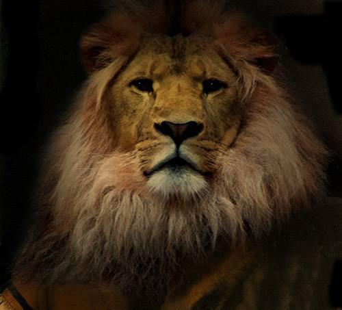 Lion - I Love this picture so much!!