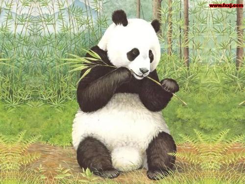 panda and bamboo  - animal is a good company and a trusted friend