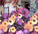 flowers help bees - A roll up flower bed is a lazy man's garden that helps out declining polinaters and adds beauty to a yard.