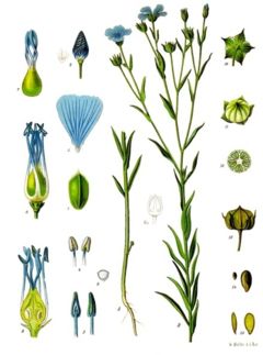 Flax - Here is a photo of the flax plant. I found it on Wikpedia.com. :)