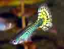 freshwater fishies -  male guppy fish