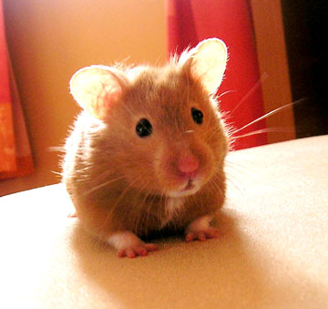 Syrian Hamster - This is a picture of a really cute Syrian Hamster!