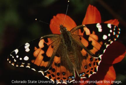 Butterfly - Butterfly colours depend on its habitat