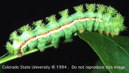 Larvae of a butterfly - Very destructive to folliage