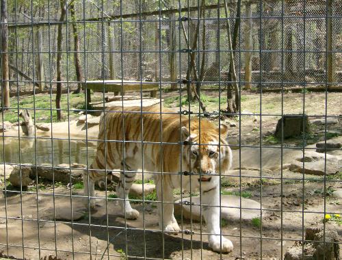 Tiger - Catoctin Wildlife Preserve and Zoo - This tiger is at the Catoctin Wildlife Preserve and Zoo in Thurmont, Md. Photo taken April 29, 2007.