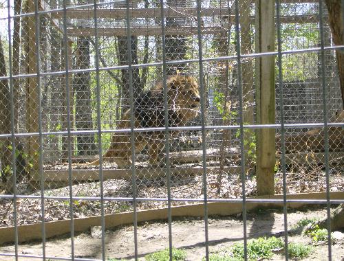 Lion - Catoctin Wildlife Preserve and Zoo - This lion is at the Catoctin Wildlife Preserve and Zoo in Thurmont, Md. Not a great picture, but this is as close as I could get to the lion cage. Photo taken April 29, 2007.