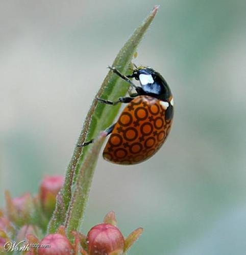 Joke - ladybird punk:)