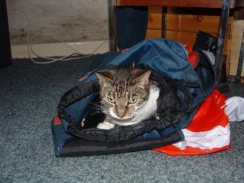 Brando - This was my cat, he's not with us any longer, but he was a star, hence why I called him Brando. a biker cat ;)