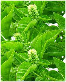 Basil - Basil good to use as a herb and at many recipes also.