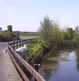Our local pond - Our local pond is bursting forth with life. The ducklings are hatching, the flowers are blooming, the cabbage moths are flying. The birds are singing and spring is here.