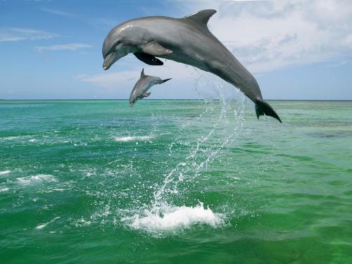 perfect  - perfect dive