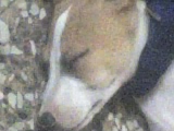 My little pup - Mufy, came suudenly out of nowhere one night crying outside my house, n found a place in our hearts as soon as I opened the door. Now he cant live without us, n its the same with us. He eats everything that we eat, n is forever hungry. Today I gave him his last dose of vaccination, which made him sleepy. I love my little pup.
