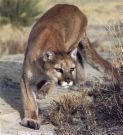 cougar - beware...