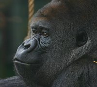 My gorilla protector - My gorilla protector. Makes a fine husband to a monkey wouldn't ya say ?