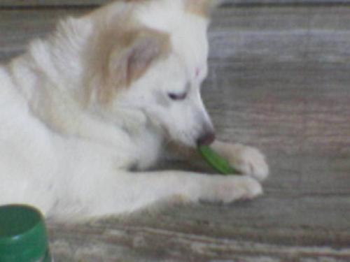 Puppy 1 - This is cute puppy of my Frendz.