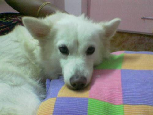 Puppy 2 - This is cute puppy.