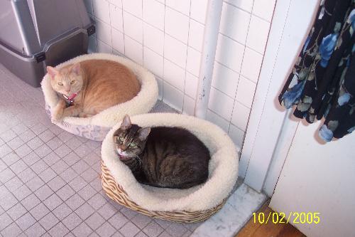 Misty& Angel