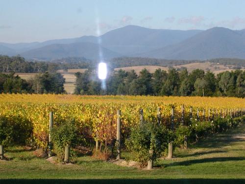 winery - this is the picture of a winery taken in australia melbourne during a trip there. It was taken in an afternoon during june season.