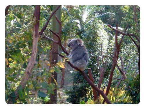 Koala - Currumbin Zoo