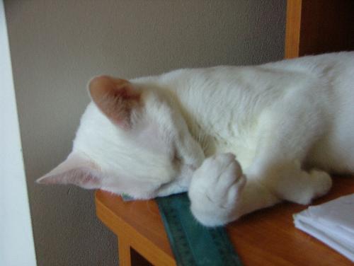 My baby girl, asleep on my desk. - My baby girls asleep on my desk.