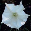 25 - Flower
