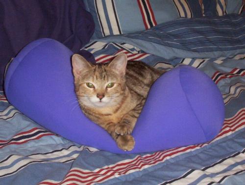 Buttons looking all cool - Buttons want to go to sleep so she will sleep on my little pillow. She loves it and whenever she's tired she will go find it.