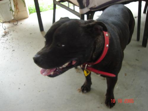 marli - this is my puppy