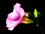 29 - Flower