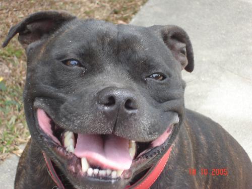 marli - another photo of Marli my staffy