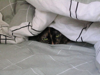 under cover cat - hiding under the cover