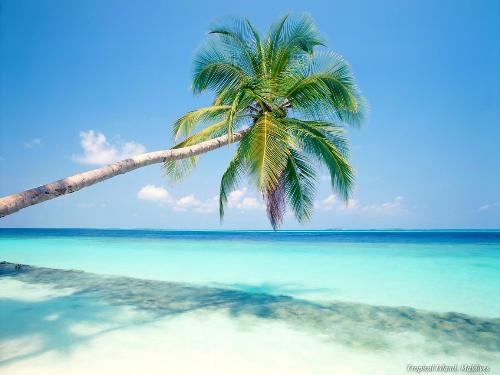 Beach - A beautiful beach.