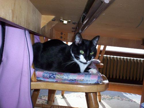 My Cat - This is Twister my Kitty
