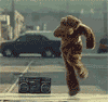 bear - dancing bear