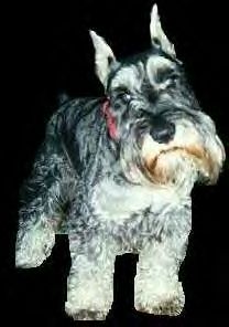 Sam Elliott  - This is Sam Elliott. He is a 9 year old Miniature Schnauzer. His sire is CH Richlene's Beach Comber, his dam is Richlene's Tango Dancer.