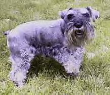 Miniature Schnauzer - This is Sidy Boy! (pronounced City Boy). He's a 5 year old Miniature Schnauzer with natural ears. His father is CH Richlene's High Pockets, his mother is CH Richlenes Rythum & Blues.