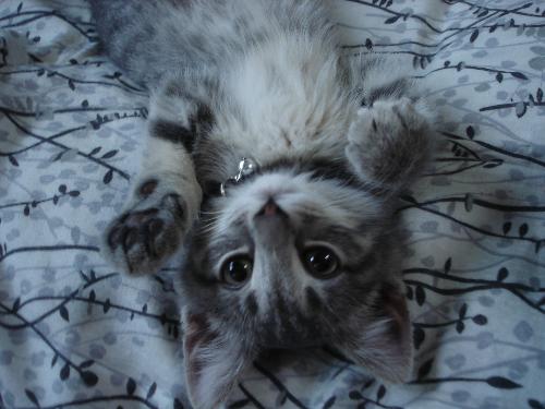 Kitty - Kitty posing for the camera, yes I interuppted his nap.