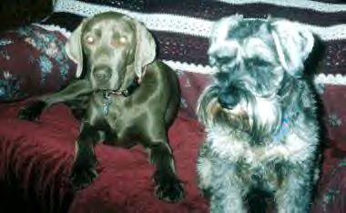 Weimaraner and Miniature Schnauzer - (left)Weimaraner, (right) Miniature Schnauzer