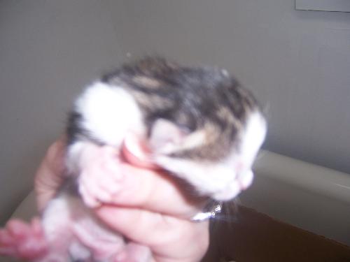 Kitten - This is one of the girls. She is four days old!