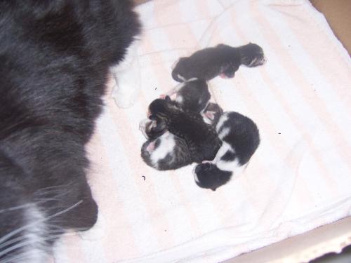 Five little ones - They were born four days ago!