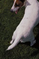 me pup - i guess he is a fox terrier, mixed breed though.