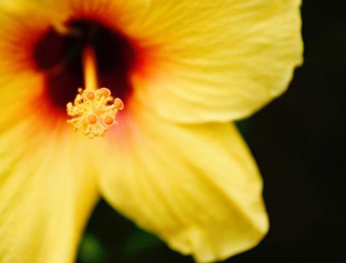 Hibiscus - A close up shot of a hibiscus flower from hawaii