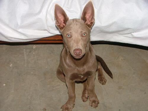 My Australian Kelpie Puppy girl - My Australian Kelpie puppy girl.