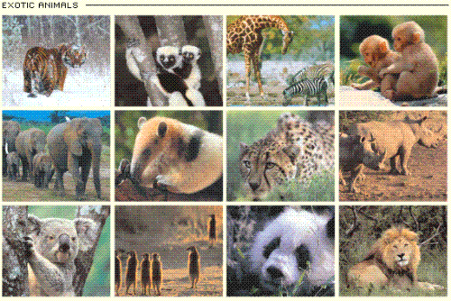 Animals - Various Exotic Animals