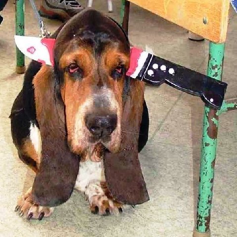 Who's dog is this? - Dog