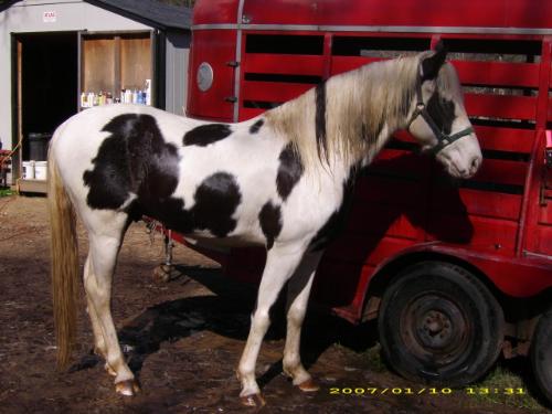 Our Stallion: Midnight Sun's GoBoy (AKA: Pepper) - This is a photo of our Registered Spotted Saddle Horse Stallion right after his bath. He was tied to the trailer till he dried so that he would stay clean for at least that long..It didn't do much good though, as soon as we turned him out he went and rolled in the mud!