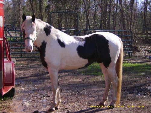 Our Stallion: Midnight Sun's GoBoy (AKA: Pepper) - This photo is of the opposite side of our stallion. He got his nickname because he loves Dr Pepper....hence the nickname Pepper.