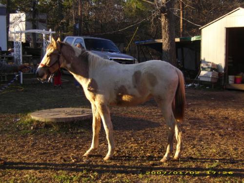 Sadie's Gay Lady - This is one of our yearling foals out of our Spotted Saddle stallion, Midnight Sun's GoBoy. Her name is Sadie's Gay Lady and it definitely fits her personality. She is a very friendly, curious, and happy little lady. She also has a wonderful gait and is marked really well. She even got one blue eye from her sire.