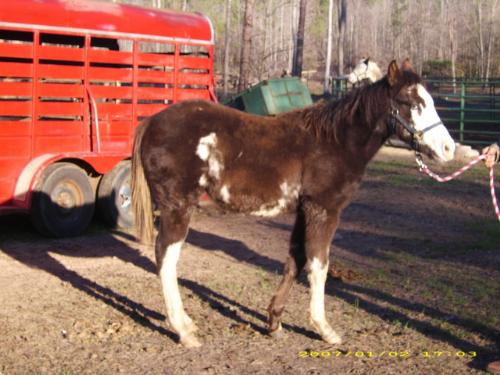 Sissy's Royal Remberance - This is the other of our two yearling foals. He is a tri-color paint and also has a fairly good gait. His gait will take riding to get the quality he is capable of, though. It is not as natural as our yearling filly. He is a really sweet little guy, and will be a fairly large horse. He is still a little stand-offish and leery with men or strangers, but is getting better. It seems he will be more of a woman's horse as he has always preferred females to men.