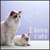 Love the kitties - Exactly how I feel